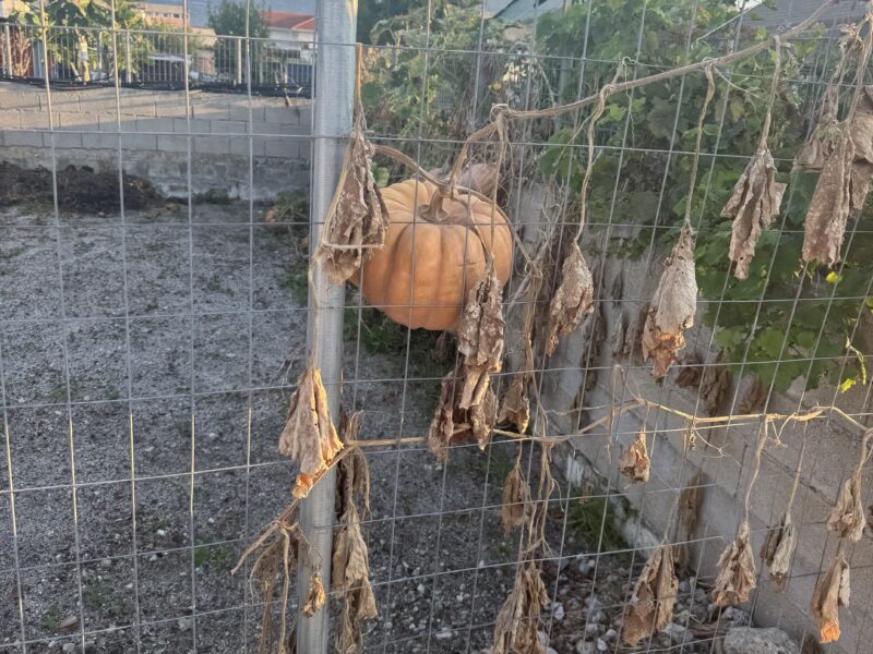 Νεαρο παλικαρι ψαχνει δουλεια σε χωραφι(εντος-εκτος Θεσσαλονικης-αλλης πολης)έχει εμπειρία