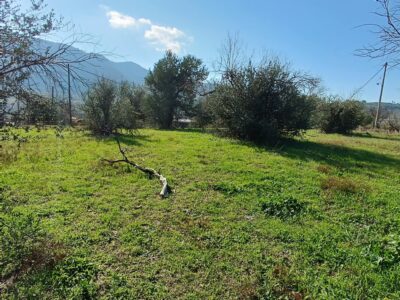 Πωλείται άρτιο και οικοδομήσιμο οικόπεδο, 1000 τ.μ. 6χλμ από τη Θάλασσα, , εντός σχεδίου πόλεως, στην περιοχή Δάφνη Ελυμνίων, Εύβοια.