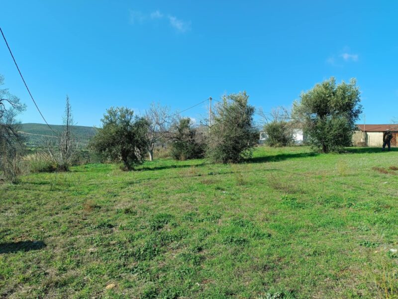 Πωλείται άρτιο και οικοδομήσιμο οικόπεδο, 1000 τ.μ. 6χλμ από τη Θάλασσα, , εντός σχεδίου πόλεως, στην περιοχή Δάφνη Ελυμνίων, Εύβοια.